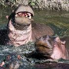 Hippo Fight II