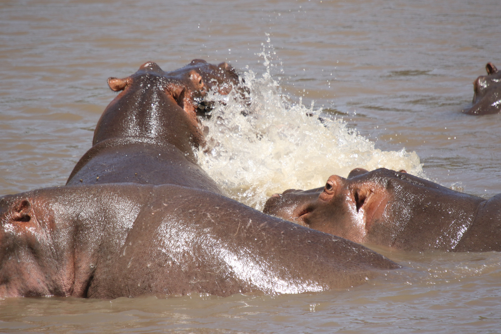 Hippo frießt Gnu  (10)