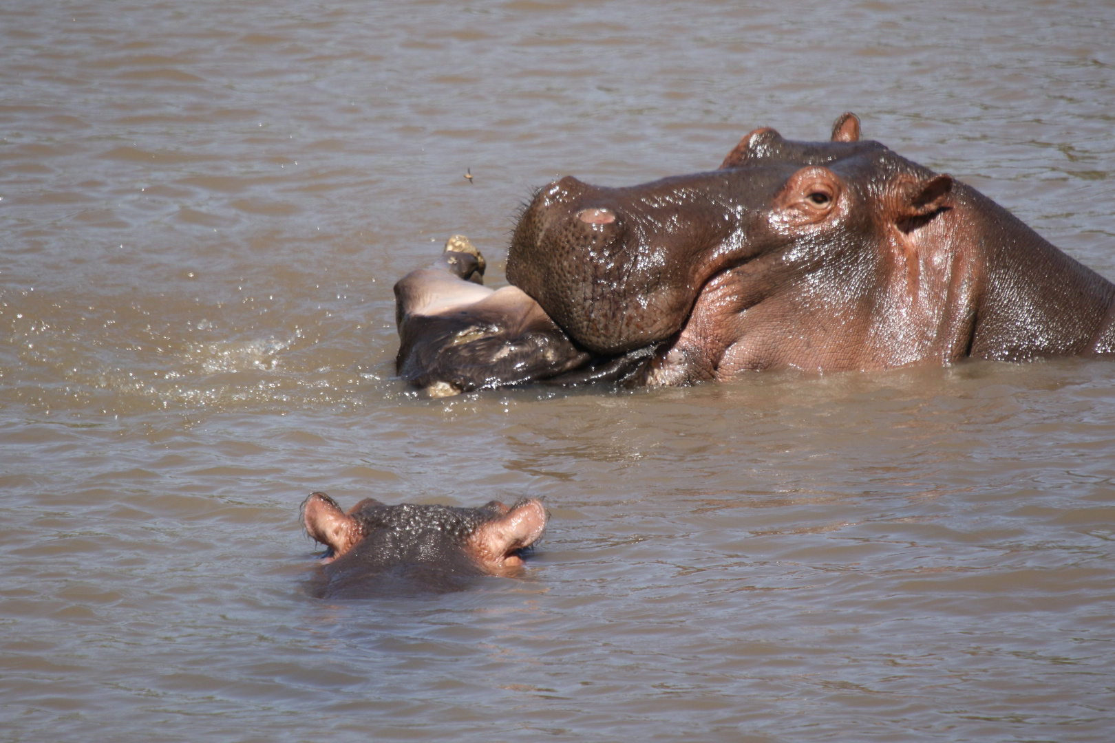 Hippo frießt Gnu  (8)