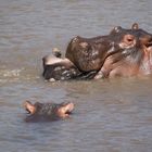 Hippo frießt Gnu  (8)