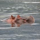 Hippo gespiegelt