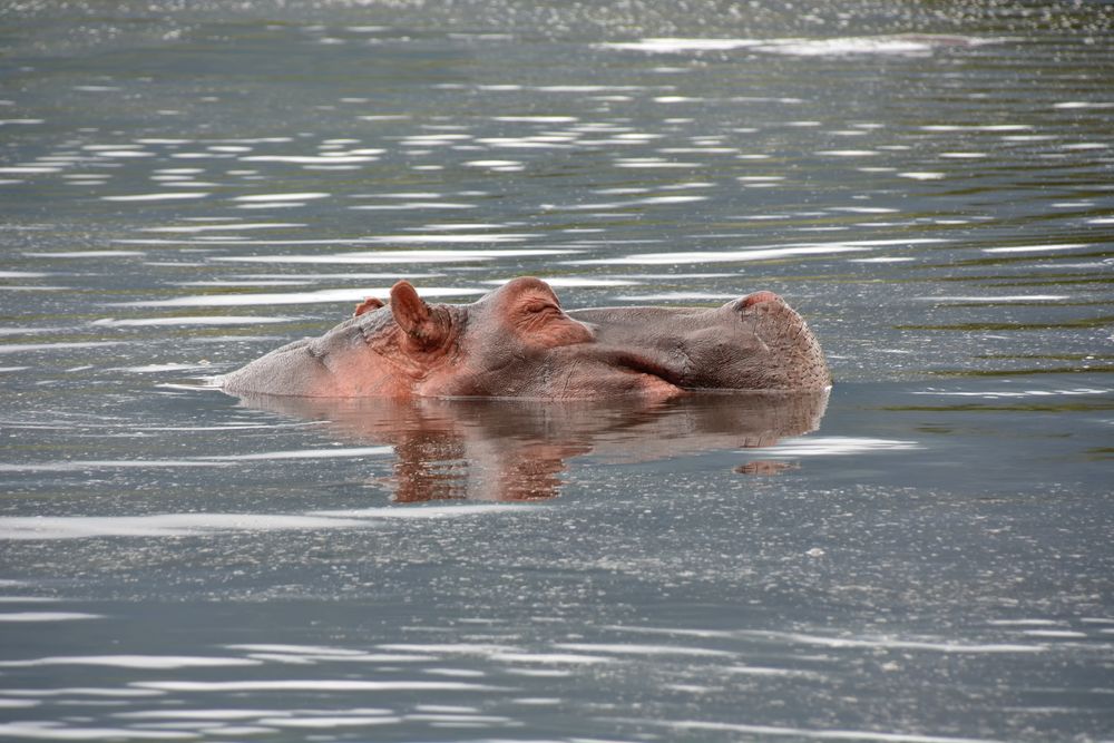 Hippo gespiegelt