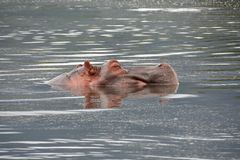 Hippo gespiegelt