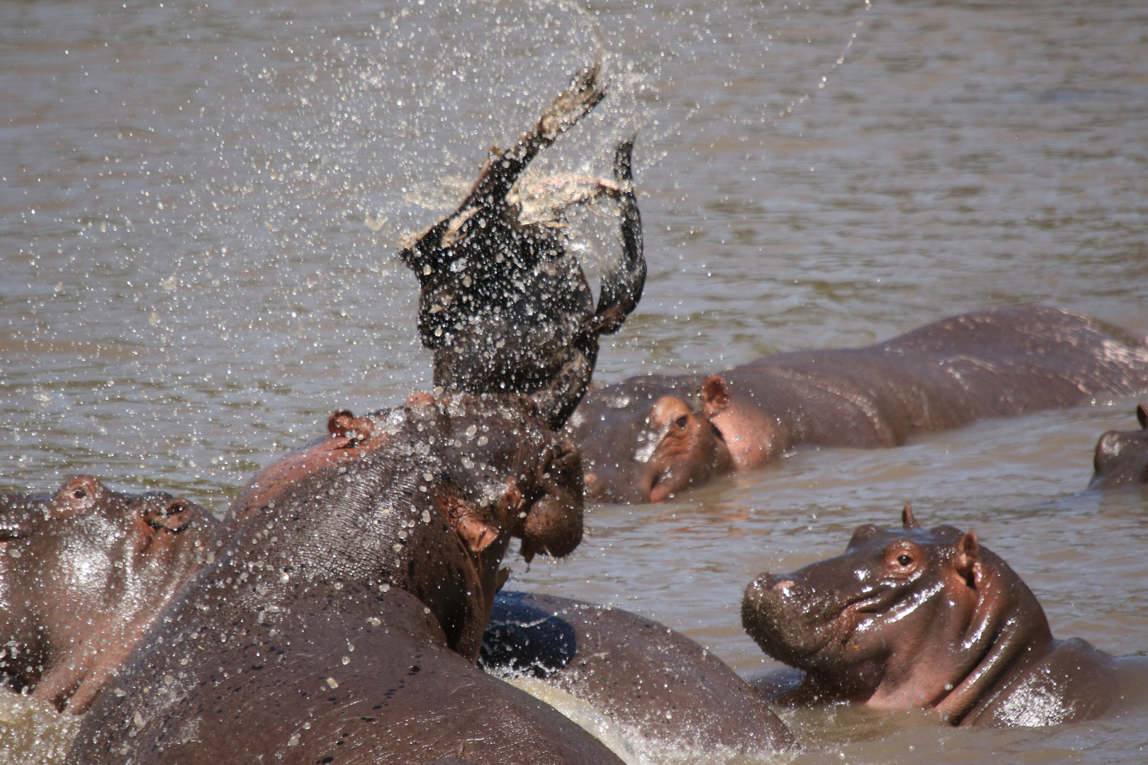 Hippo-Gnu