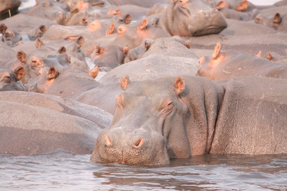 Hippo group