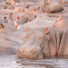 Hippo group