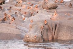 Hippo group