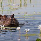 Hippo-Habitat