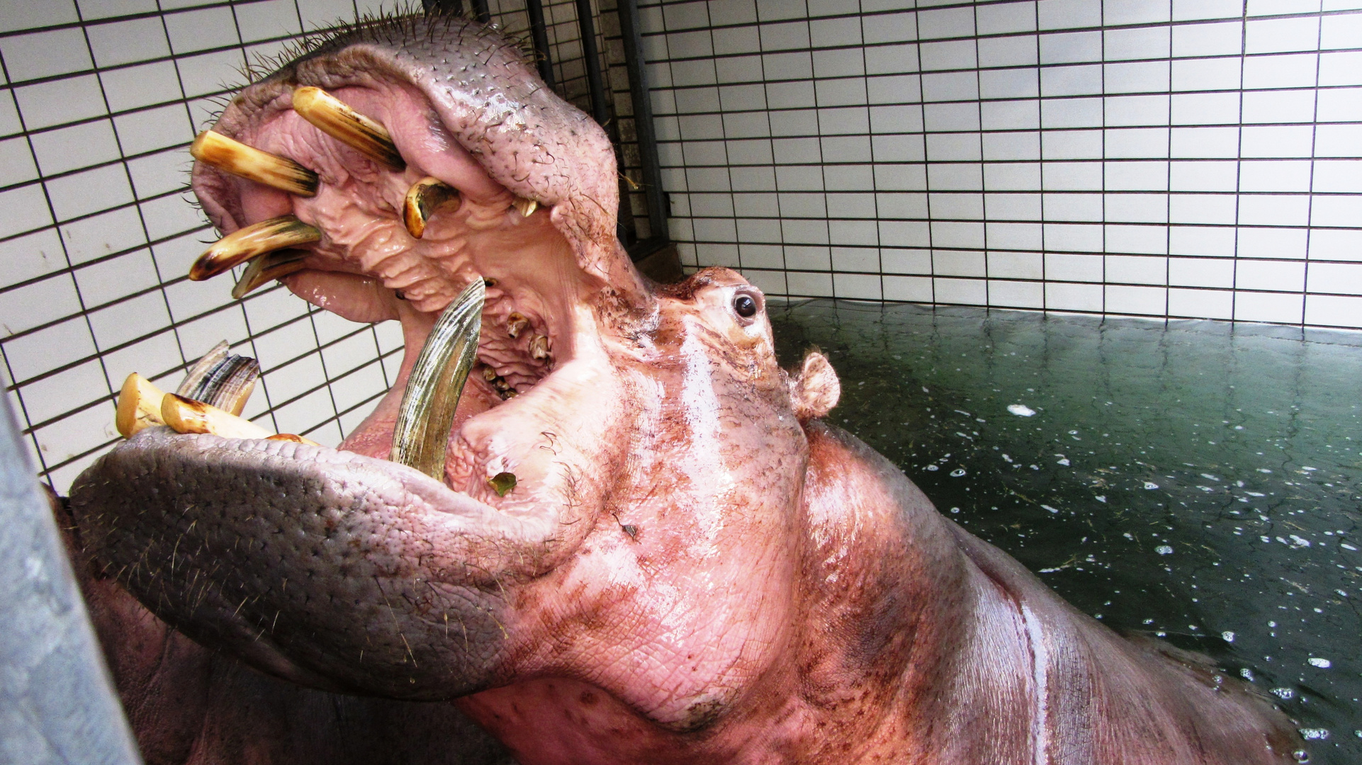 Hippo hautnah