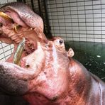 Hippo hautnah
