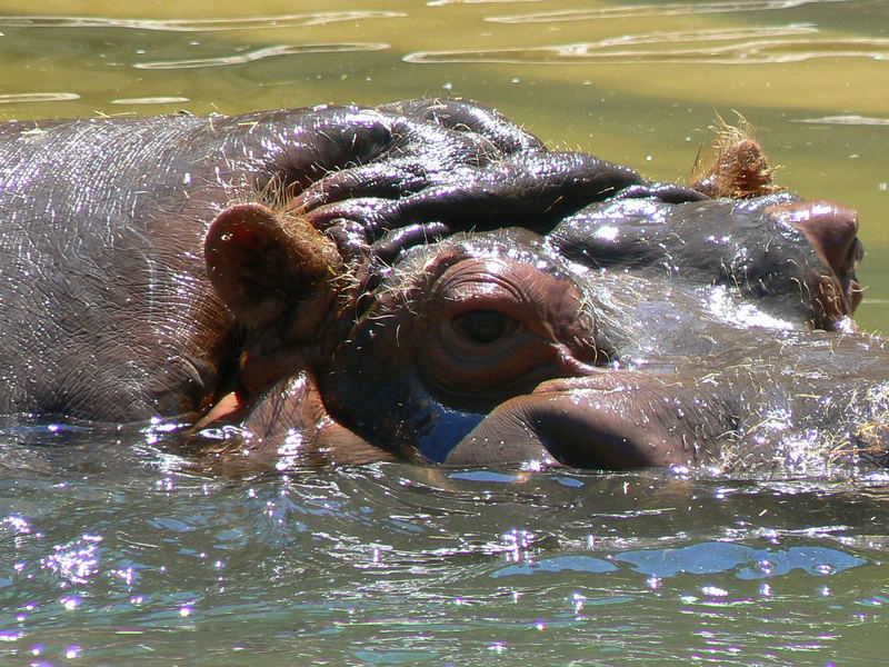 hippo heaven