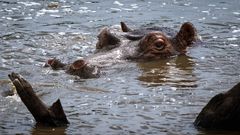 Hippo hinter Holz