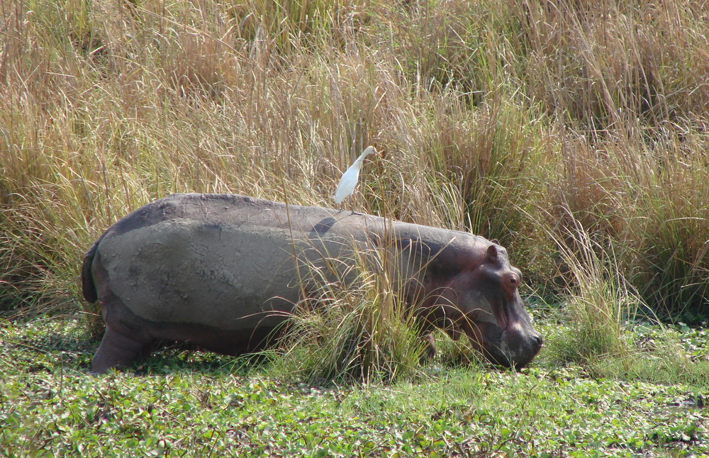 Hippo Humphrey