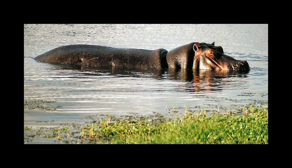 Hippo im Amboseli Nationalpark