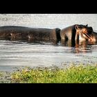 Hippo im Amboseli Nationalpark