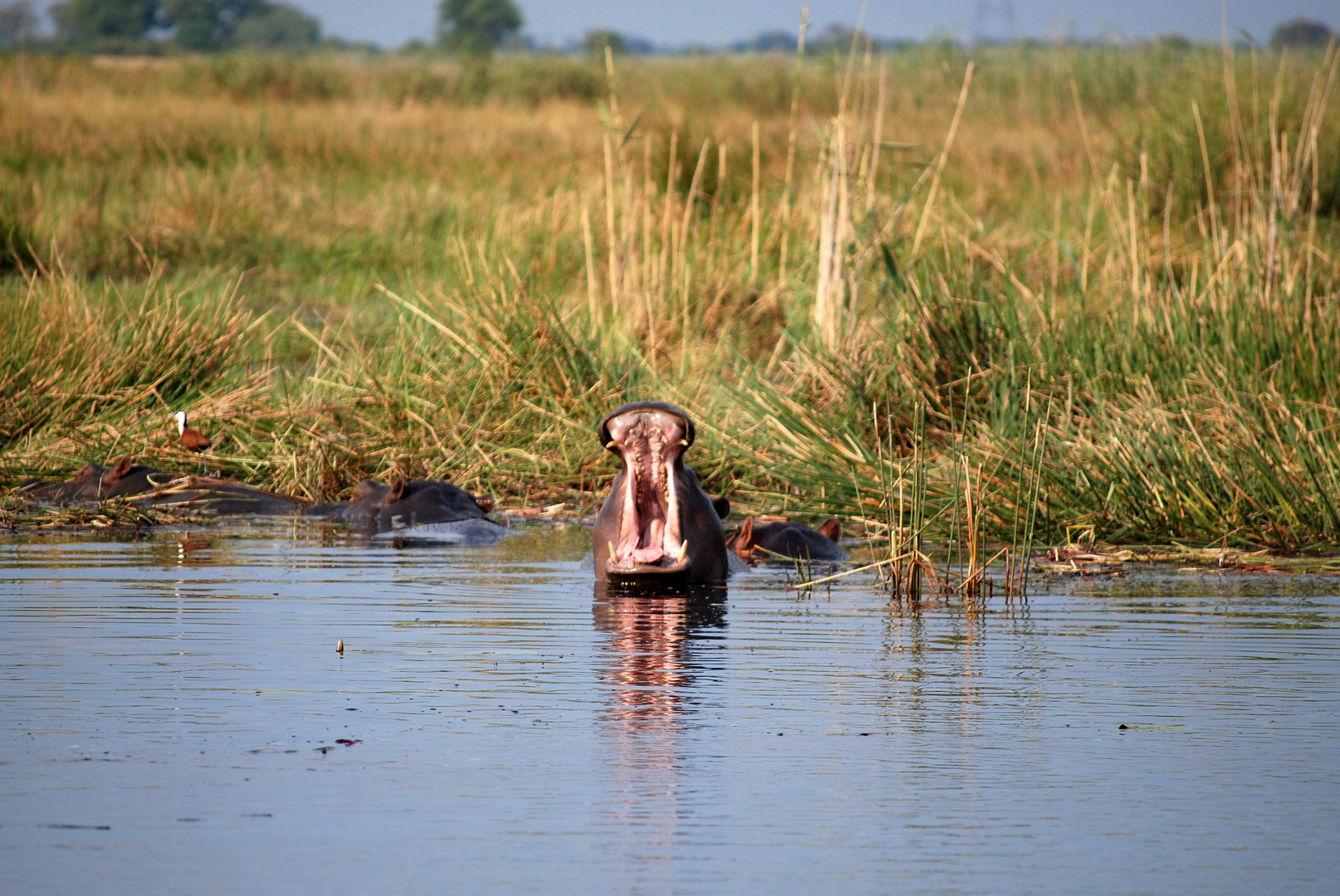 Hippo im Caprivi