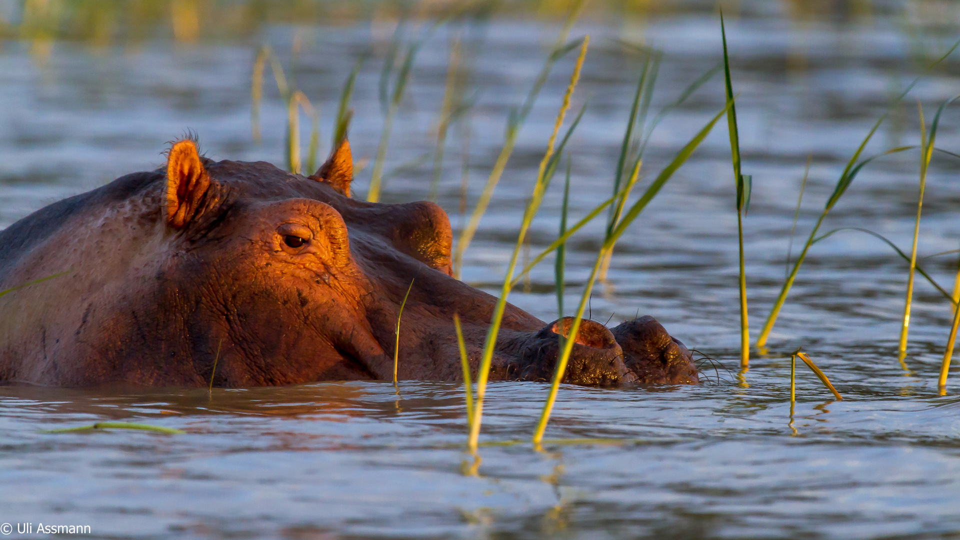 Hippo im ersten Morgenlicht