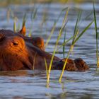 Hippo im ersten Morgenlicht