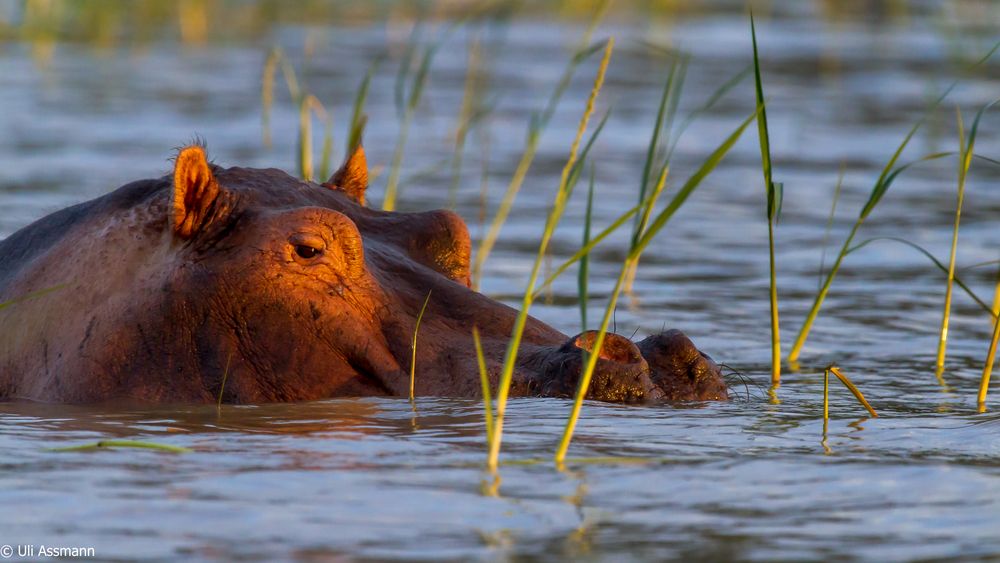 Hippo im ersten Morgenlicht