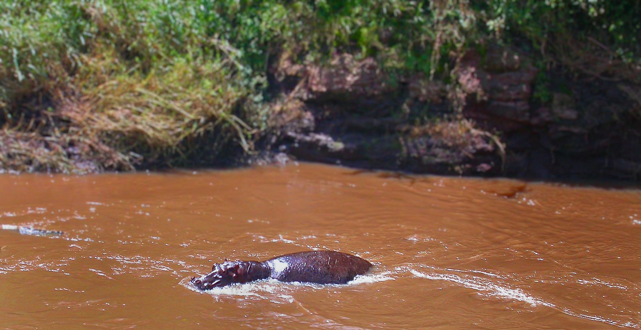 Hippo im Fluss