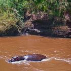 Hippo im Fluss