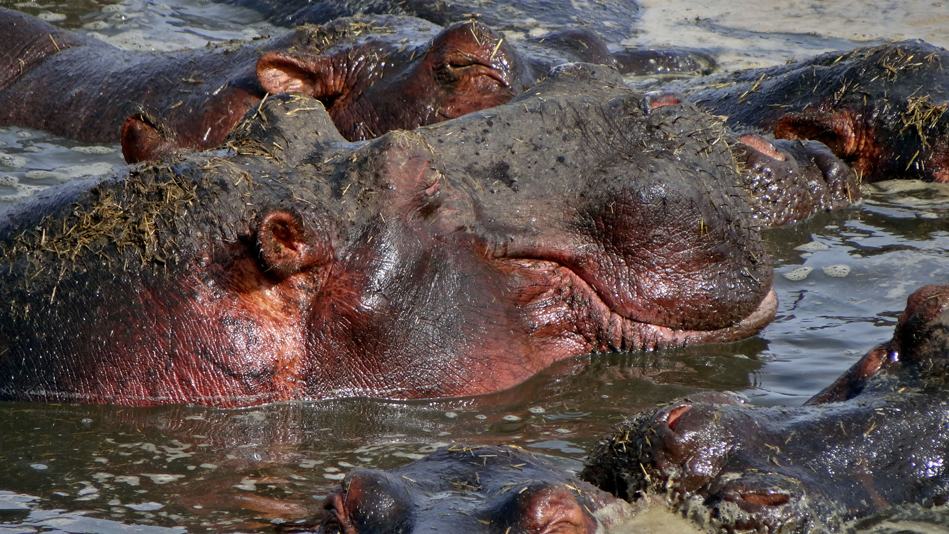 Hippo im Focus