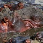 Hippo im Focus