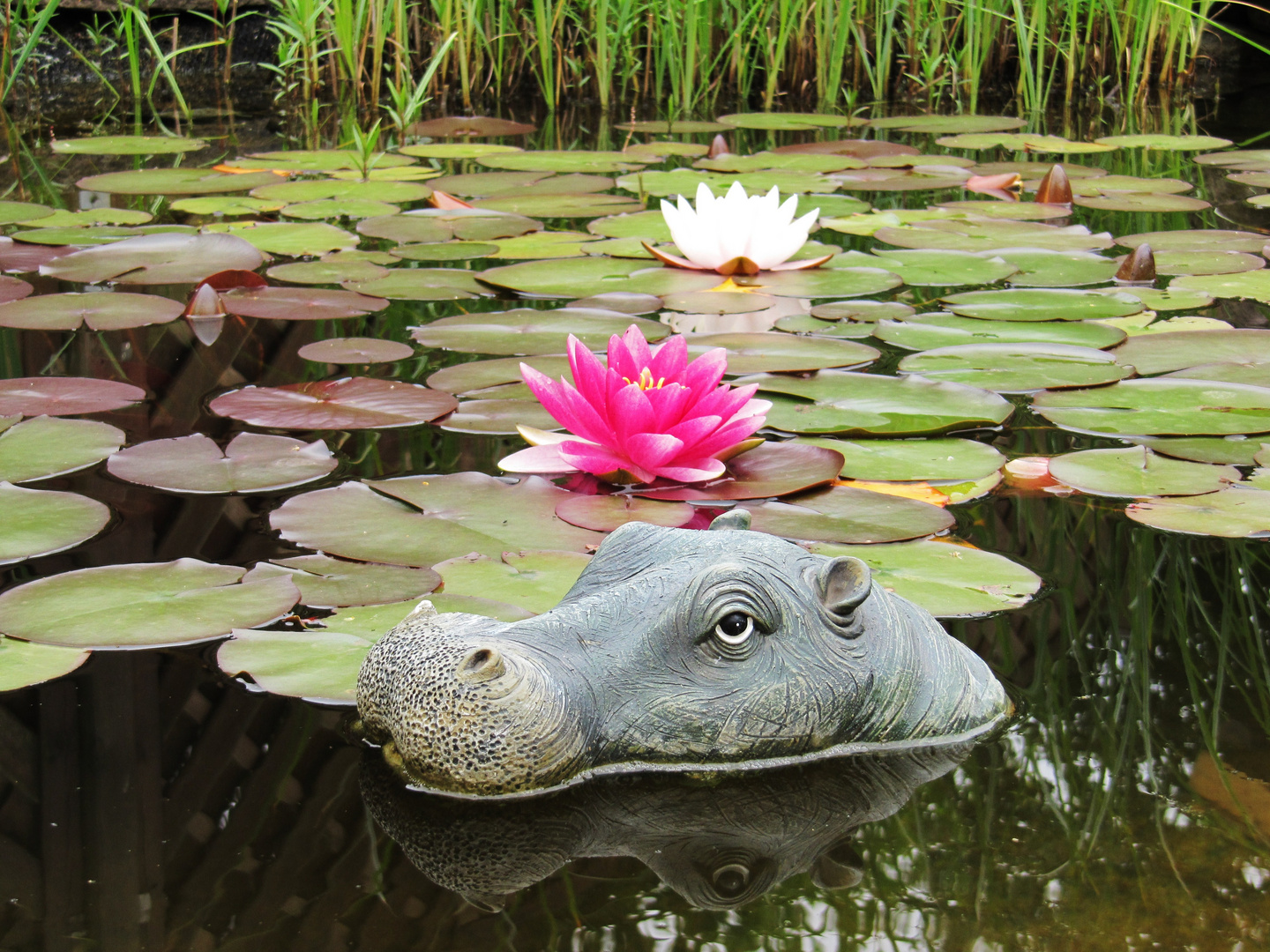 Hippo im Gartenteich