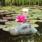 Hippo im Gartenteich