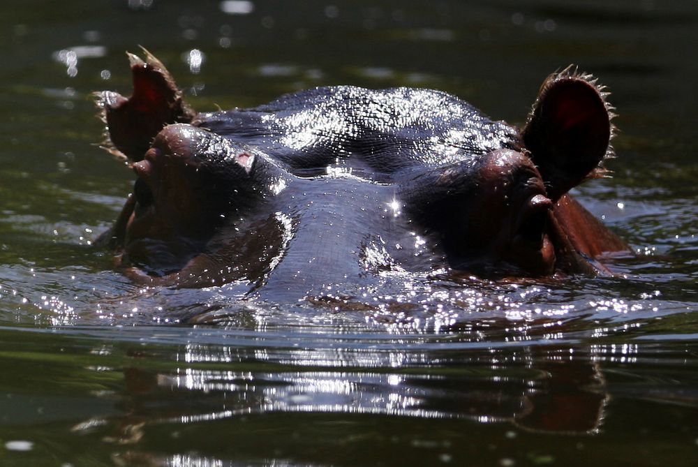 Hippo im Gegenlicht