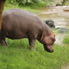 Hippo im Grünen