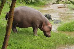 Hippo im Grünen