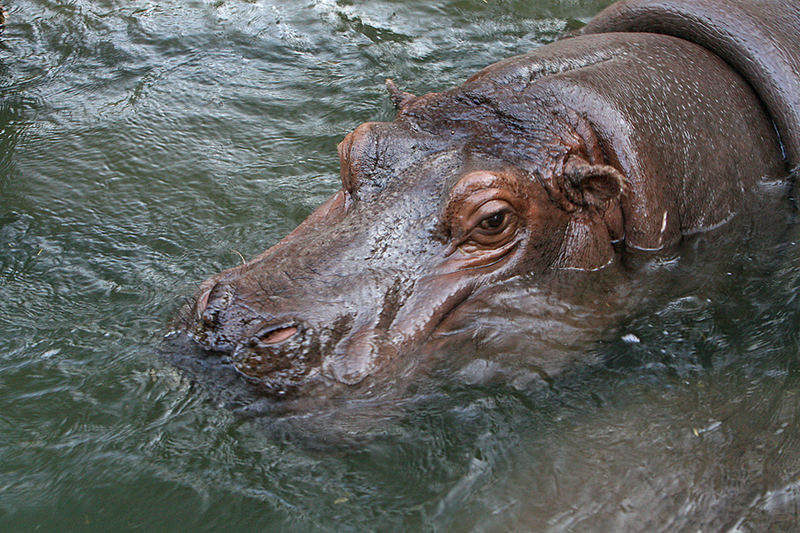 Hippo im hannoverschen Zoo