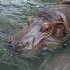 Hippo im hannoverschen Zoo