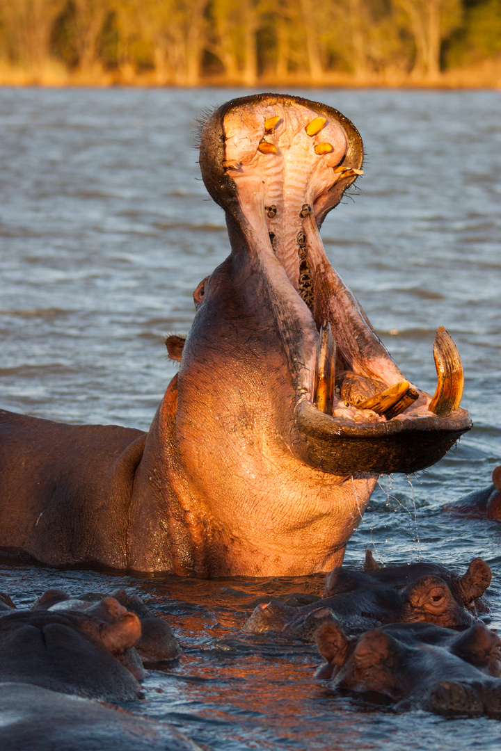 Hippo im iSimangaliso wetlandpark