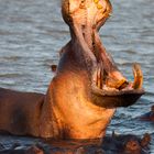 Hippo im iSimangaliso wetlandpark