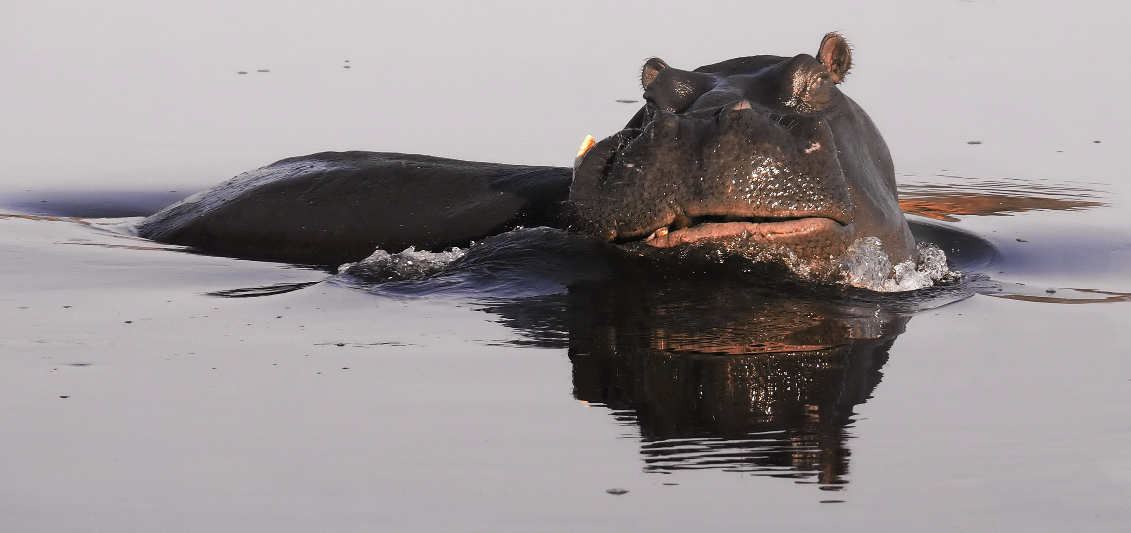 Hippo im Kwando-River Namibia (Caprivi)