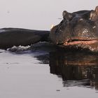 Hippo im Kwando-River Namibia (Caprivi)