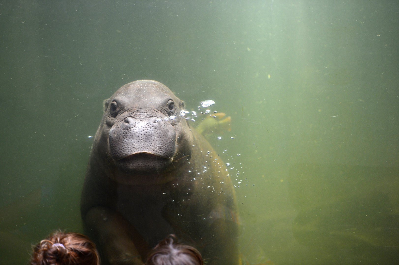 Hippo im Leipziger Zoo