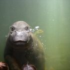 Hippo im Leipziger Zoo