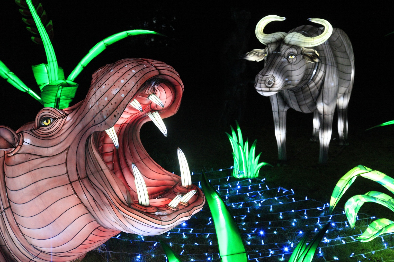 Hippo im Licht