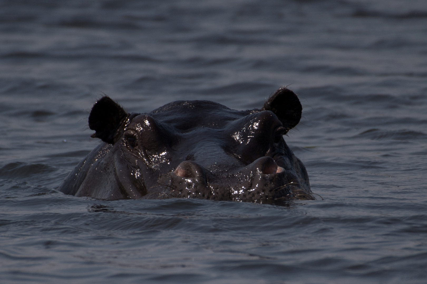 Hippo im Linyanti River