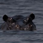 Hippo im Linyanti River