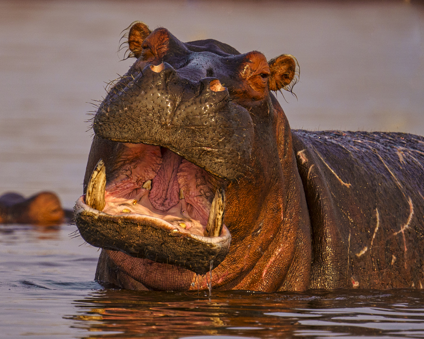 Hippo im Matusadona NP, 23.09.2019