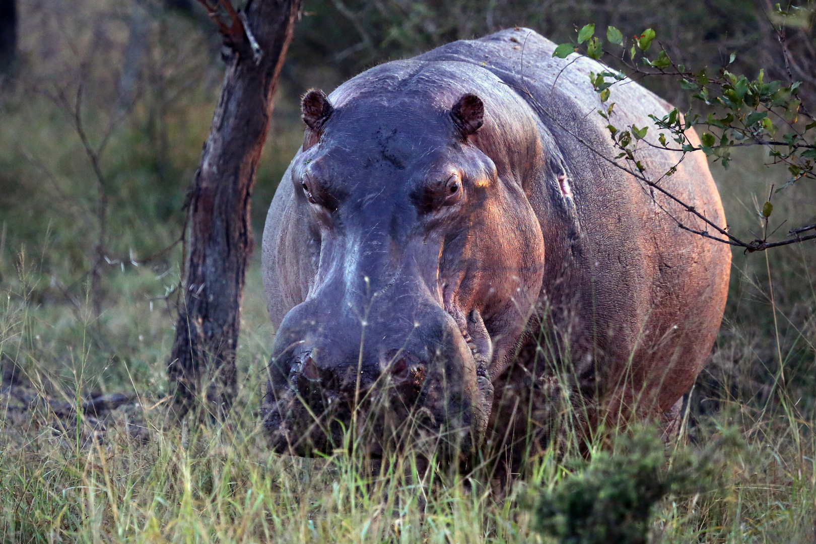 Hippo im Morgenlicht