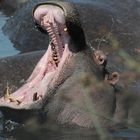 Hippo im Ngorongoro Gebiet Tansania