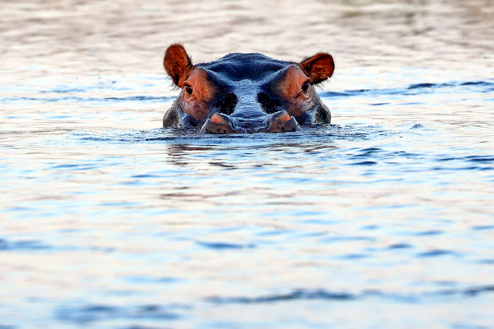 Hippo im Okavangodelta