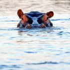 Hippo im Okavangodelta