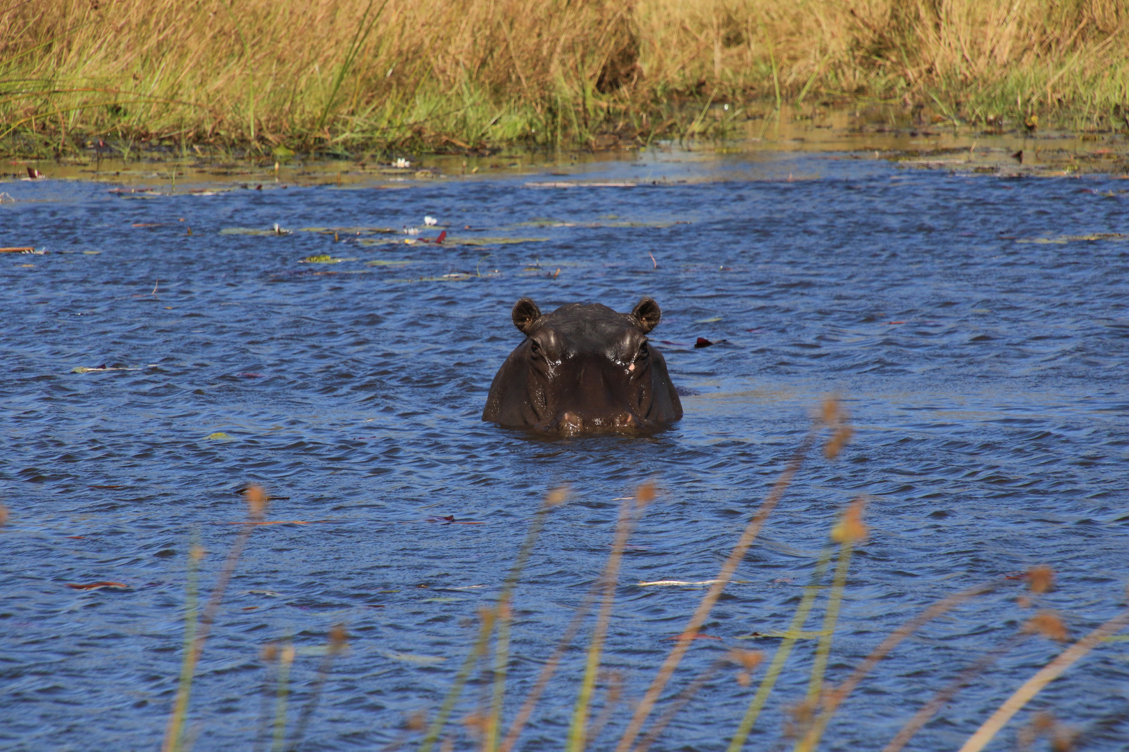 Hippo im Okavangodelta