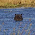 Hippo im Okavangodelta